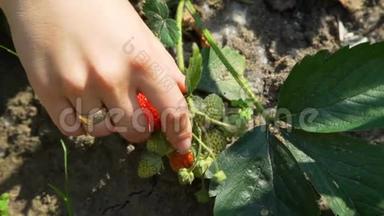 在花园里采摘新鲜草莓